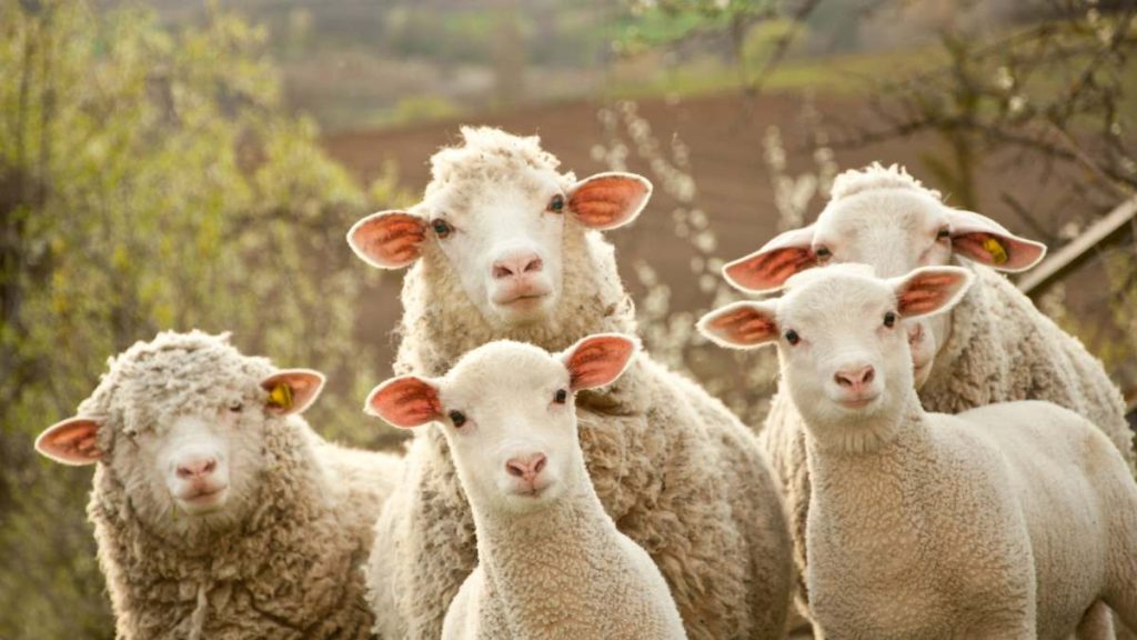 Mature sheep, not lambs, hear the Master’s voice. As there is grace for the immature, there is a responsibility for the mature sheep to be good examples to the lambs.